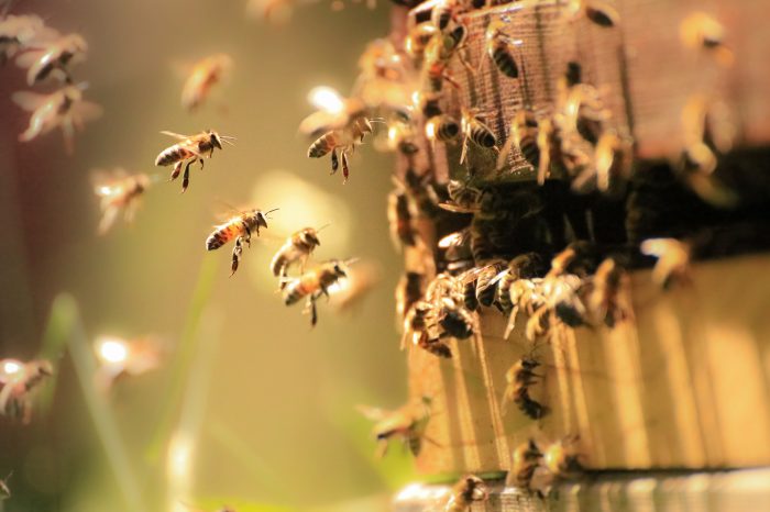 rucher d'ailleurs préservation milieux naturels sensibles développement durable