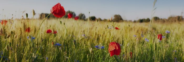 environnement RSE agriculture durable